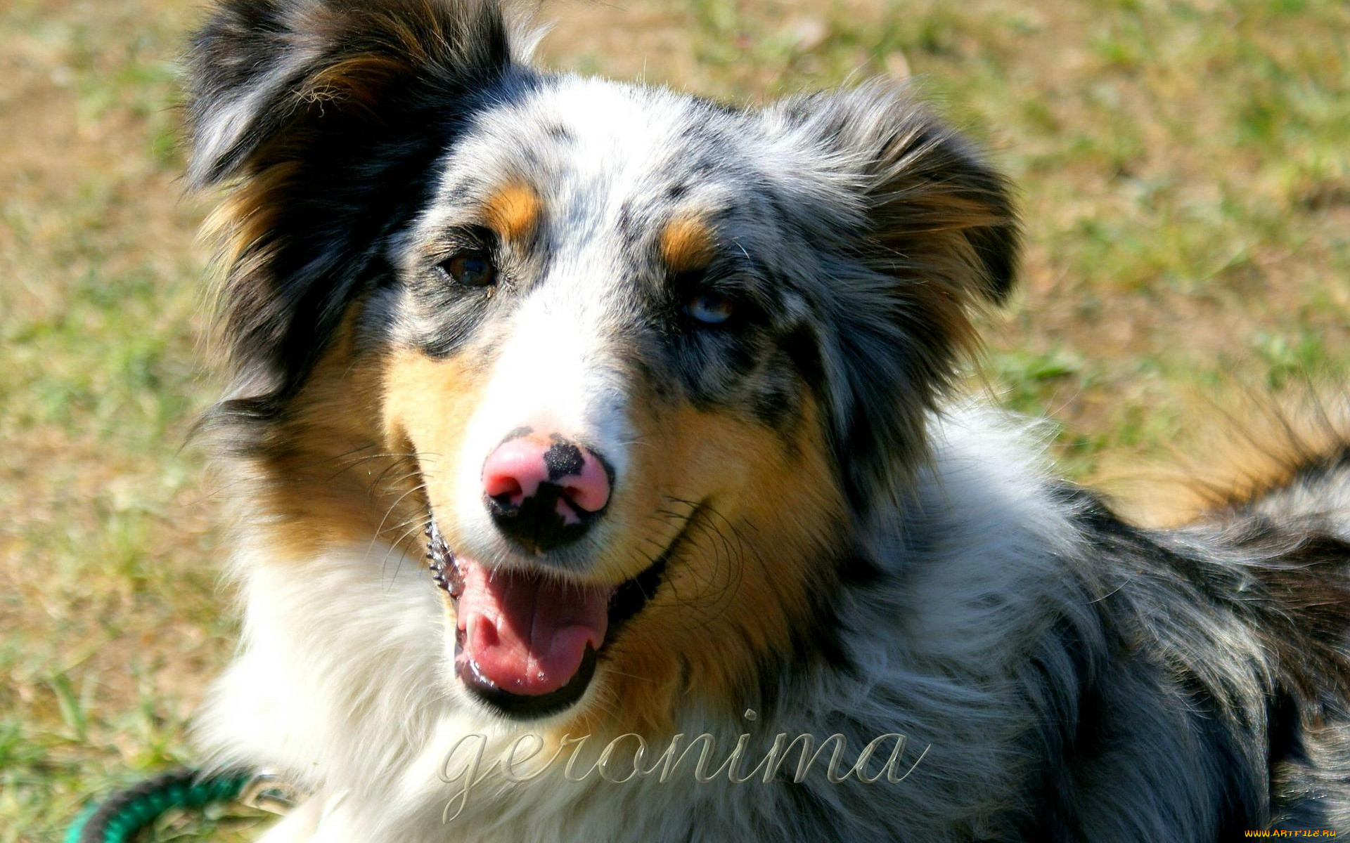 , geronima, , , australian, shepherd
